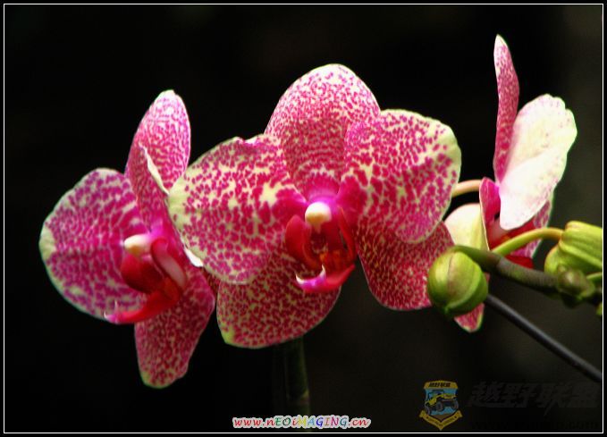 ���� 010.jpg