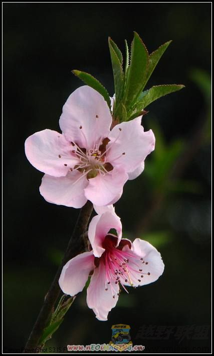 ɭ�ֹ�԰ 038.jpg