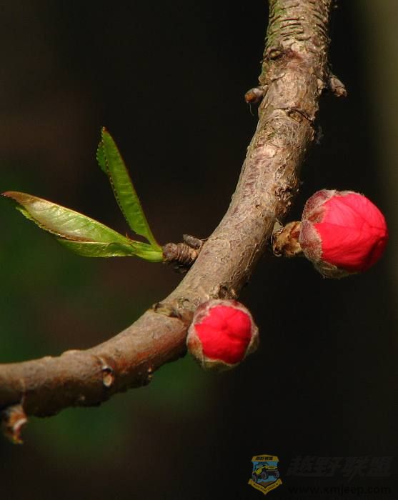 ֲ��԰~�� 007.jpg