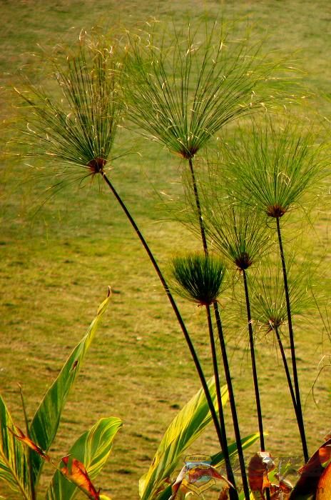 ֲ��԰~�� 010.jpg