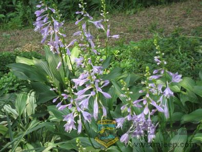 ��Ƭ 038_resize.jpg