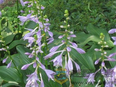 ��Ƭ 039_resize.jpg