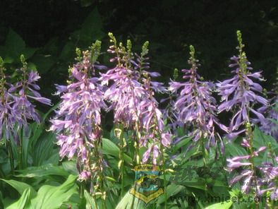 ��Ƭ 041_resize.jpg