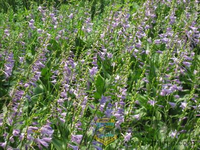 ��Ƭ 051_resize.jpg