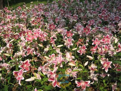 ��Ƭ 106_resize.jpg