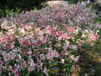 ��Ƭ 107_resize.jpg