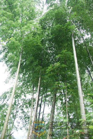 2008��8��9�����ҽ�ɽ�� 040_������С.jpg