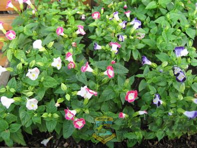 ��Ƭ 119_resize.jpg