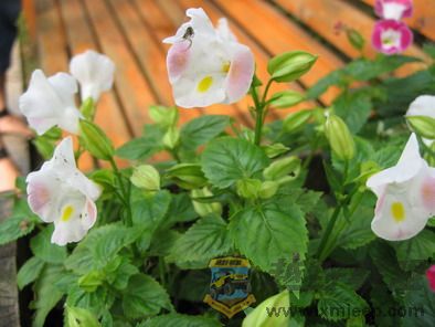 ��Ƭ 121_resize.jpg