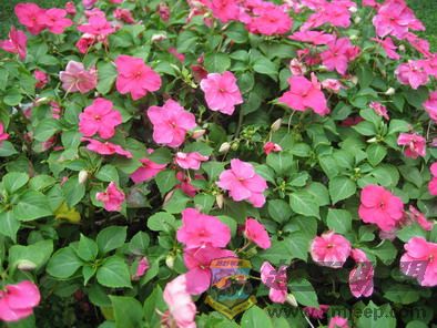 ��Ƭ 111_resize.jpg