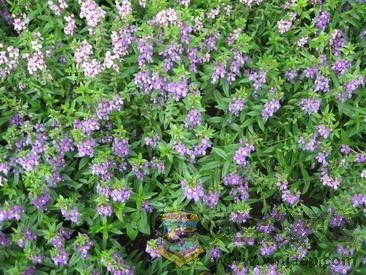 ��Ƭ 086_resize.jpg