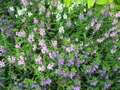 ��Ƭ 087_resize.jpg