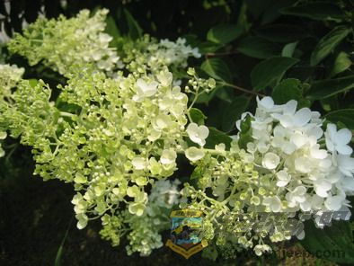 ��Ƭ 089_resize.jpg