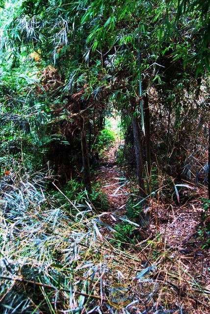 nEO_IMG_2008��10��19�ճ�̩�۷�ɽׯ 023.jpg