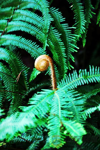 nEO_IMG_2008��10��19�ճ�̩�۷�ɽׯ 042.jpg