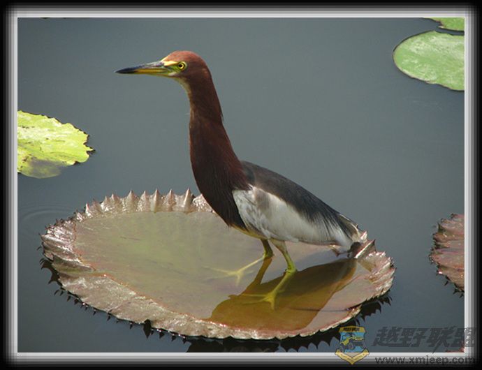 ������ 008.jpg