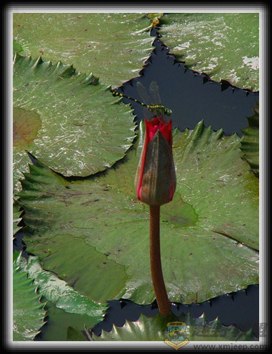 ������ 014.jpg