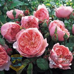 The Alnwick&reg; Rose.jpg