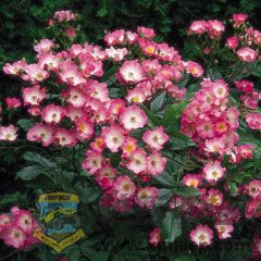 Ballerina, Standard.jpg