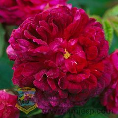 Capitaine John Ingram.jpg