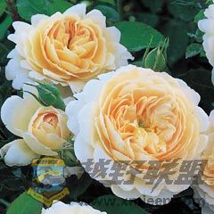 Crocus Rose.jpg