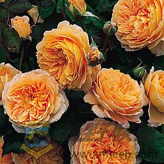 Crown Princess Margareta Climbing.jpg