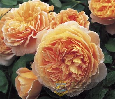 Crown Princess Margareta.jpg