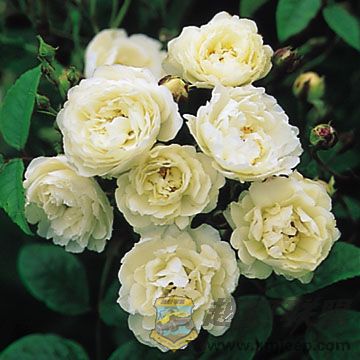 Katharina Zeimet.jpg