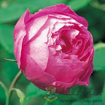 La Reine Victoria.jpg