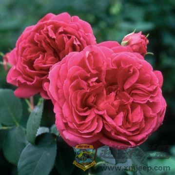 Lady of Megginch.jpg