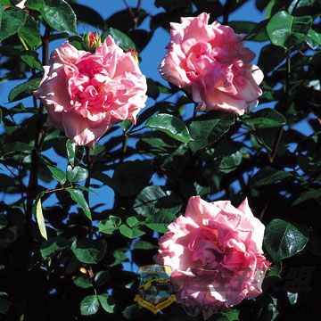 Lady Sylvia Bush.jpg