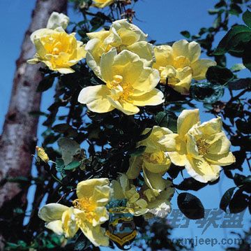 Lawrence Johnston.jpg