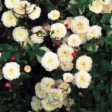 Little White Pet.jpg