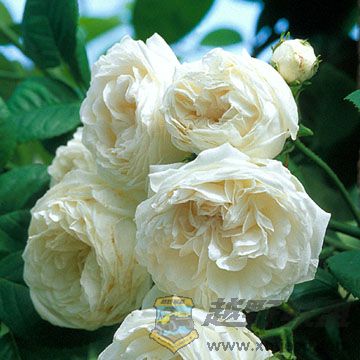 Long John Silver.jpg