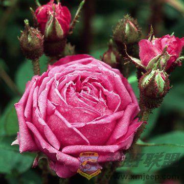 Mar��chal Davoust.jpg