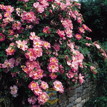 Marguerite Hilling.jpg