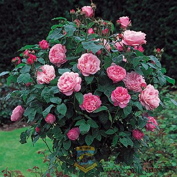 Mary Rose, Standard.jpg