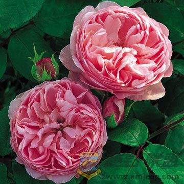 Mayor Of Casterbridge.jpg