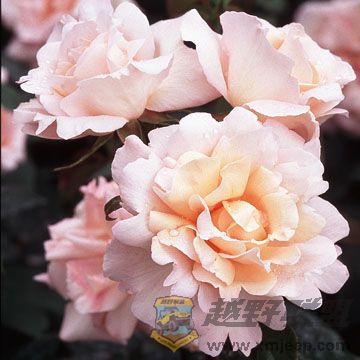 Mich��le Meilland Bush.jpg