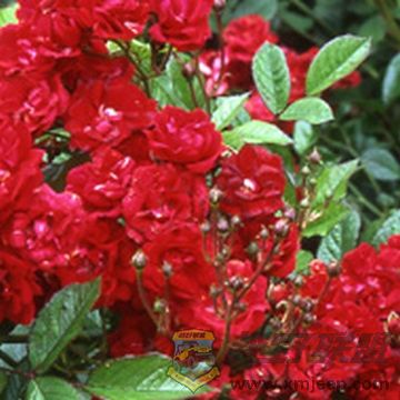 Miss Edith Cavell.jpg