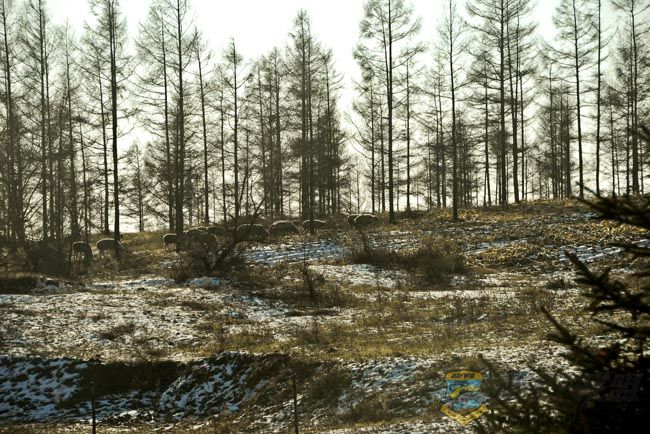 ���� С113.jpg