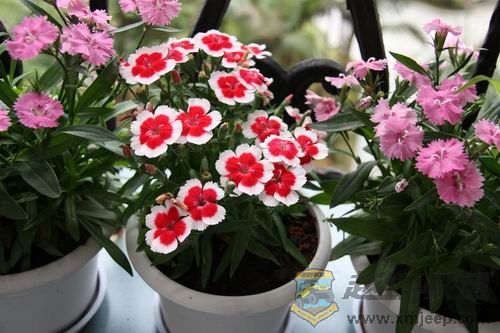 ������С IMG_0007.JPG