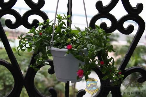 ������С IMG_0009.JPG