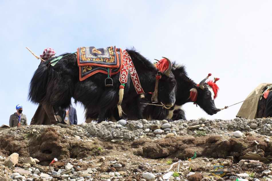 �����ţ 087.jpg