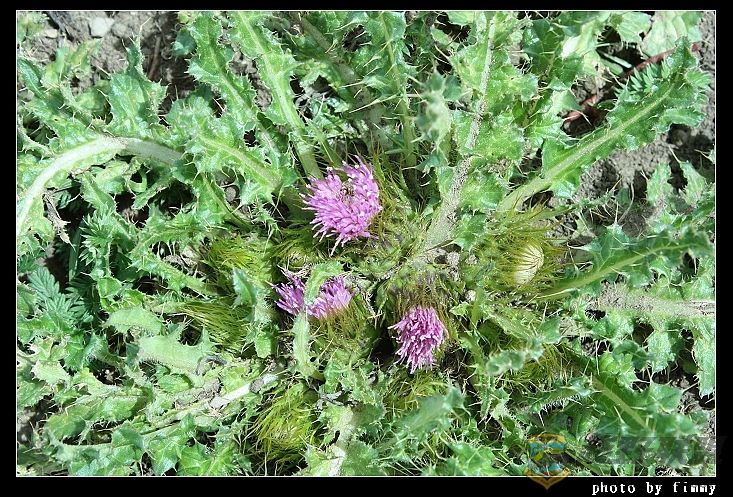 IMG_5062�տƼ��� ���Ƹ�ɽ�̼�.jpg