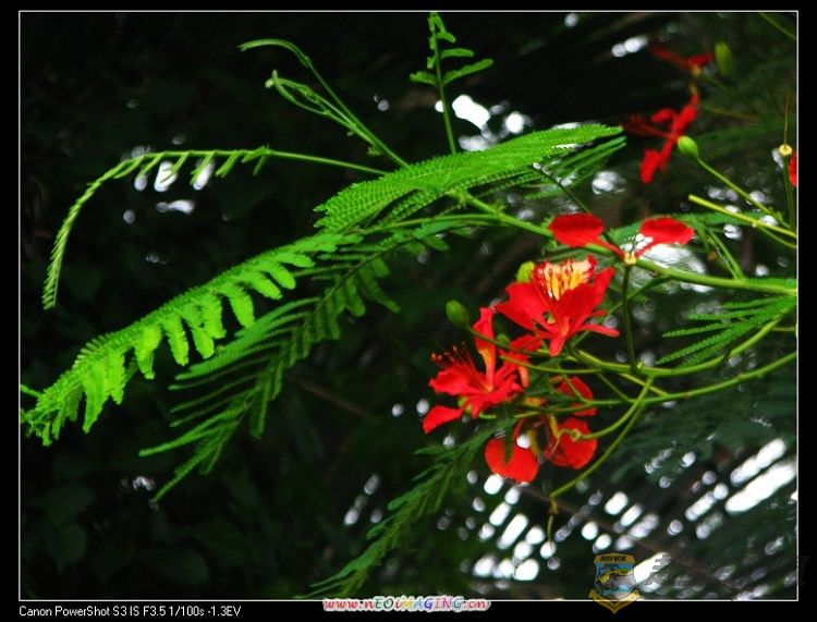 ������ 117.jpg