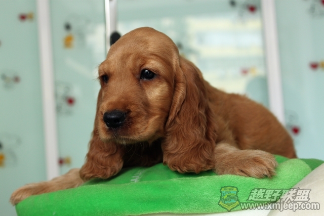 ���� IMG_1588.JPG