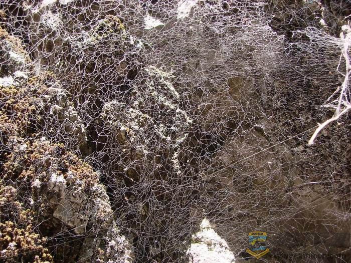 WHAT IS THIS��.jpg